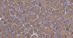 Thyroglobulin Antibody in Immunohistochemistry (Paraffin) (IHC (P))