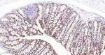 Claudin 7 Antibody in Immunohistochemistry (Paraffin) (IHC (P))