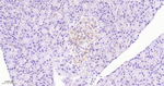 Claudin 7 Antibody in Immunohistochemistry (Paraffin) (IHC (P))