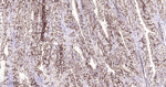 Claudin 7 Recombinant Rabbit Monoclonal Antibody (H1C6)