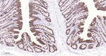 Claudin 7 Antibody in Immunohistochemistry (Paraffin) (IHC (P))