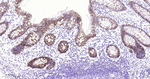 Claudin 7 Antibody in Immunohistochemistry (Paraffin) (IHC (P))