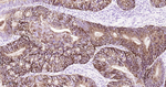 Claudin 7 Antibody in Immunohistochemistry (Paraffin) (IHC (P))