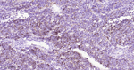 Claudin 7 Antibody in Immunohistochemistry (Paraffin) (IHC (P))