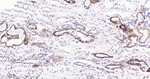 Claudin 7 Antibody in Immunohistochemistry (Paraffin) (IHC (P))