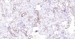 Claudin 7 Antibody in Immunohistochemistry (Paraffin) (IHC (P))