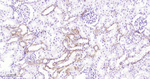 Claudin 7 Antibody in Immunohistochemistry (Paraffin) (IHC (P))