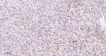 Claudin 7 Antibody in Immunohistochemistry (Paraffin) (IHC (P))