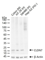 Claudin 7 Antibody in Western Blot (WB)