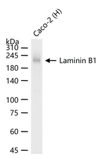 Laminin beta-1 Antibody in Western Blot (WB)