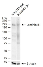 Laminin beta-1 Antibody in Western Blot (WB)