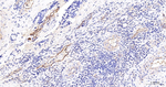 CD59 Antibody in Immunohistochemistry (Paraffin) (IHC (P))
