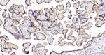 CD59 Antibody in Immunohistochemistry (Paraffin) (IHC (P))