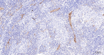 CD59 Antibody in Immunohistochemistry (Paraffin) (IHC (P))