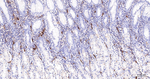 CD59 Antibody in Immunohistochemistry (Paraffin) (IHC (P))