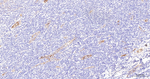 CD59 Antibody in Immunohistochemistry (Paraffin) (IHC (P))