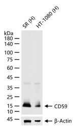 CD59 Antibody in Western Blot (WB)