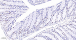 MCM3 Antibody in Immunohistochemistry (Paraffin) (IHC (P))