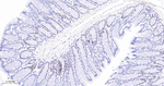 MCM3 Antibody in Immunohistochemistry (Paraffin) (IHC (P))