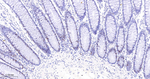 MCM3 Antibody in Immunohistochemistry (Paraffin) (IHC (P))