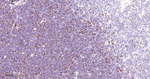MCM3 Antibody in Immunohistochemistry (Paraffin) (IHC (P))