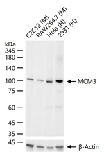 MCM3 Antibody in Western Blot (WB)