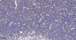 CDK8 Antibody in Immunohistochemistry (Paraffin) (IHC (P))