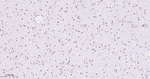 SF1 Antibody in Immunohistochemistry (Paraffin) (IHC (P))