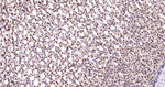 SF1 Antibody in Immunohistochemistry (Paraffin) (IHC (P))