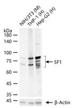 SF1 Antibody in Western Blot (WB)