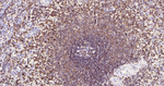 ICAM3 Antibody in Immunohistochemistry (Paraffin) (IHC (P))