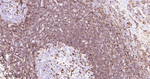 ICAM3 Antibody in Immunohistochemistry (Paraffin) (IHC (P))