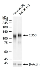ICAM3 Antibody in Western Blot (WB)