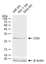 CGA Antibody in Western Blot (WB)