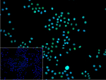FUBP1 Recombinant Rabbit Monoclonal Antibody (G5E4)