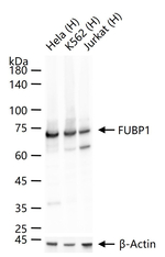 FUBP1 Antibody in Western Blot (WB)