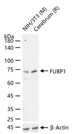 FUBP1 Antibody in Western Blot (WB)