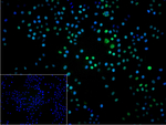 RPA2 Recombinant Rabbit Monoclonal Antibody (B10A1)