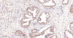 RPA2 Antibody in Immunohistochemistry (Paraffin) (IHC (P))