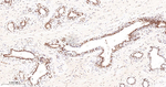 RPA2 Antibody in Immunohistochemistry (Paraffin) (IHC (P))