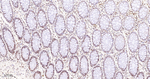 RPA2 Antibody in Immunohistochemistry (Paraffin) (IHC (P))