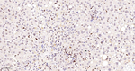 RPA2 Antibody in Immunohistochemistry (Paraffin) (IHC (P))