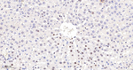 RPA2 Antibody in Immunohistochemistry (Paraffin) (IHC (P))