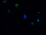 CD68 Recombinant Rabbit Monoclonal Antibody (3G6)