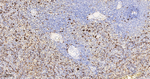 CD68 Antibody in Immunohistochemistry (Paraffin) (IHC (P))
