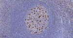 CD68 Antibody in Immunohistochemistry (Paraffin) (IHC (P))