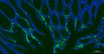 CD68 Antibody in Immunohistochemistry (Paraffin) (IHC (P))
