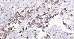 CD68 Antibody in Immunohistochemistry (Paraffin) (IHC (P))