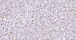 CD68 Antibody in Immunohistochemistry (Paraffin) (IHC (P))