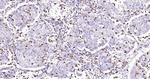 CD68 Antibody in Immunohistochemistry (Paraffin) (IHC (P))
